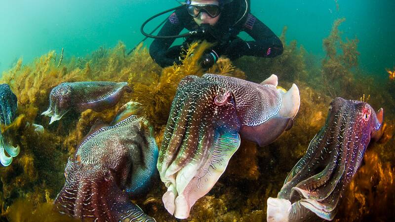 Giant cuttlefish are a colourful sight to behold