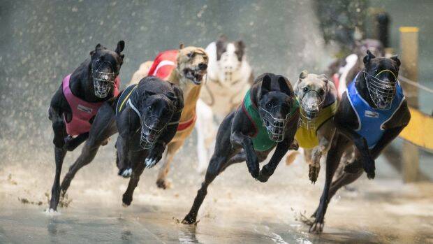 The government will spend $41 million to reform the greyhound industry. Photo: Craig Golding