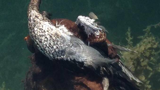 Pictured is the dead duck with the octopus wrapped around it and the pole at the Narooma Marina. Water is so clear that only the duck's head and some of the body are out of the water. Photo Les Waldock
