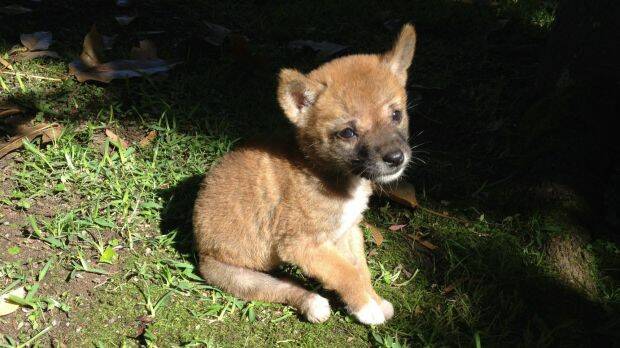 Sandy the purebred desert dingo, as a pup soon after her 2014 rescue, could help answer important questions of science and conservation. Photo: Barry Eggleton
