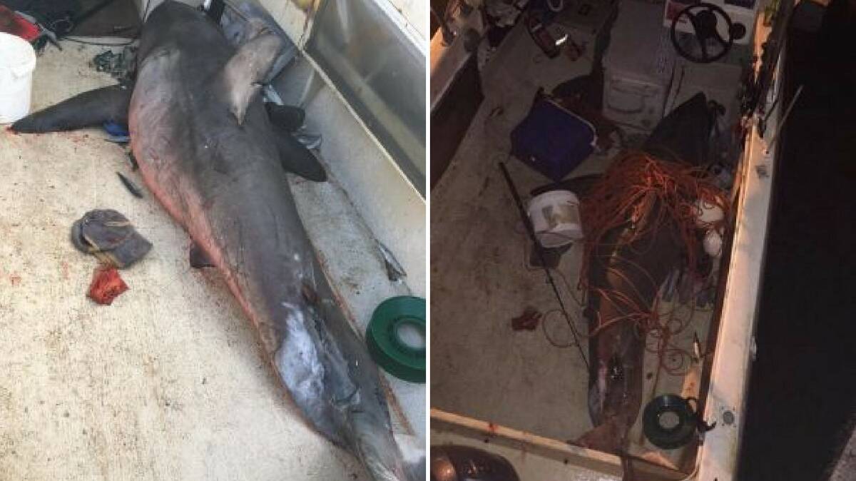 The shark was estimated to be 2.7 metres long. Photo: Marine Rescue Evans Head