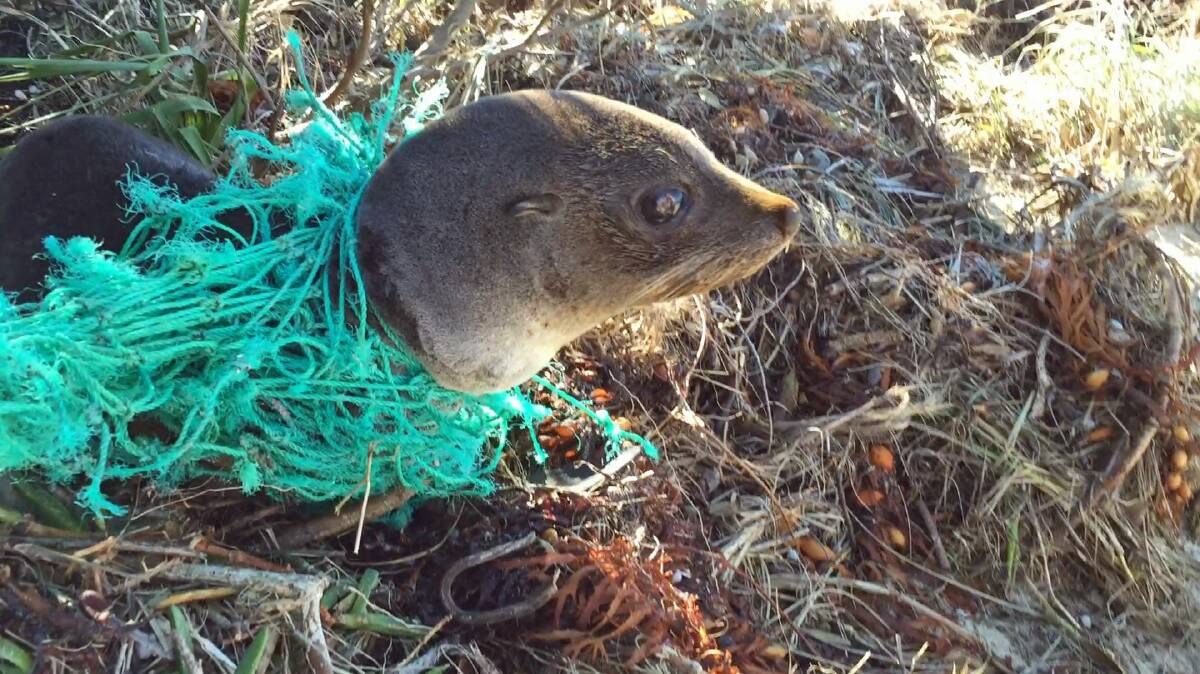 FREED: This distressed baby seal slapped his way straight to the waterline after rescuers cut the net that trapped him. Photo: Adam Williams