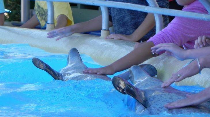 Staying in touch: Spectators get up close with bottlenose dolphins Bucky and Zippy at Dolphin Marine Magic in Coffs Harbour.