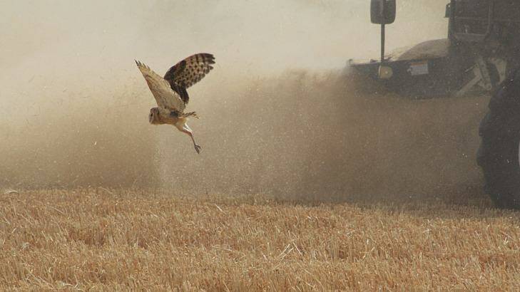 "Peeved": A grass owl fleeing a combine harvester, which won the Greens competition, by photographer Michael Dahlem. Photo: Michael Dahlem