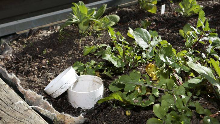 Dom Galloway's bok choy growing in his raised wicking bed that features Geotextile fabric and water inlet. Photo: Jeffrey Chan