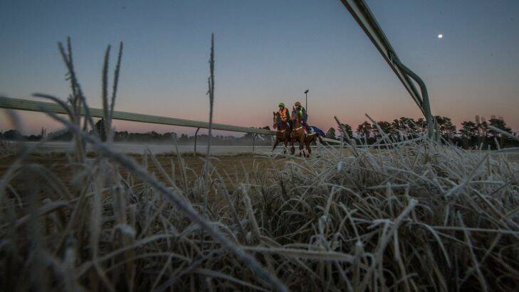 Early morning trackwork on a sub-zero winter morning at canberra's Thoroughbred Park race course. Photo by Karleen Minney.