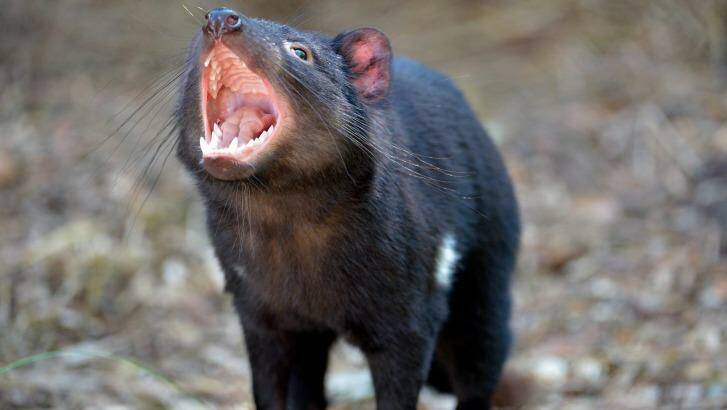 Tasmanian devils living in the south-west of the island may have blown their cover. Photo: Joe Armao