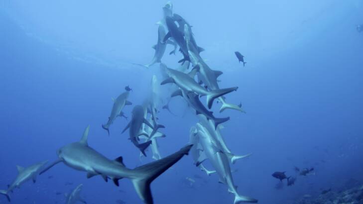 Grey reef sharks show off spectacular feeding behaviour in a video shot on a reef in  in French Polynesia. Photo: Khaled bin Sultan Living Oceans Foundation