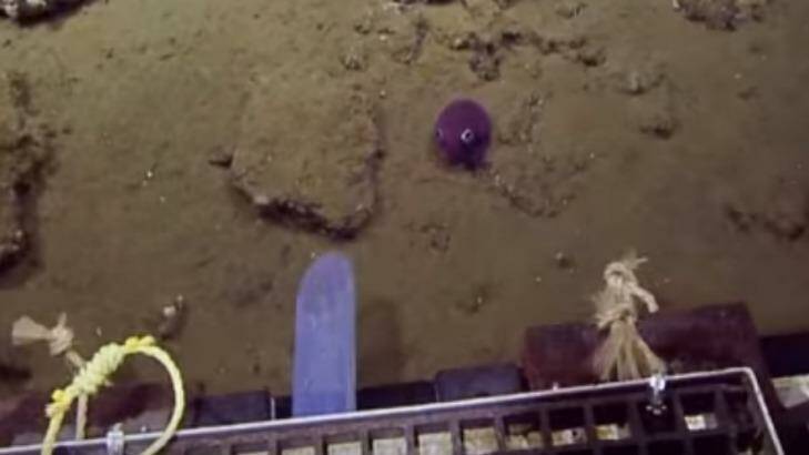 The Nautilus ROV ascends, followed by the stubby squid's curious eyes. Photo: OET/Nautilus Live