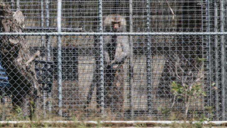 A baboon, part of a colony breeding program, sits behind security fencing at the National Health and Medical Research Council facility in Wallacia in Sydney's west.  Photo: Dallas Kilponen