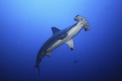 The federal government is seeking to opt out of co-operating with other countries to protect five shark species, including two species of the hammerhead shark (pictured). Photo: Supplied