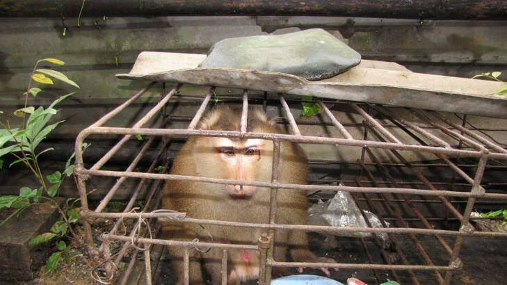 A Pig-tailed macaque caged in a local restaurant. Photo: Viet Nature Conservation Centre 