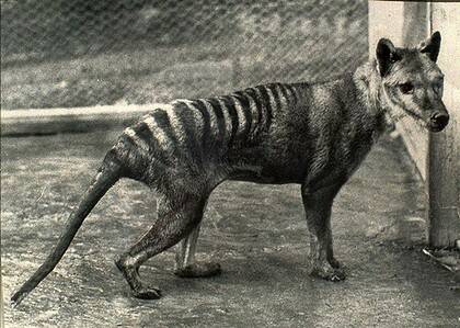 The last Tasmanian tiger, a female about 12 years old,  pictured in Hobart in 1936, the year it died.
